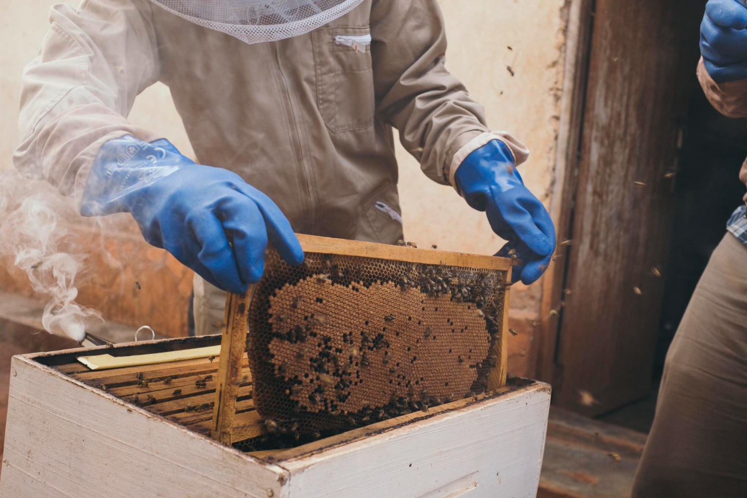 Bee Removal vs. Bee Pest Control: What's the Difference?